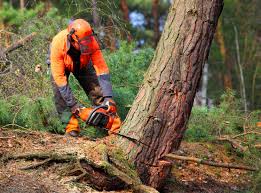 Best Tree Cabling and Bracing  in Hooper, UT